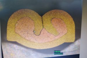 Control de calidad y pruebas